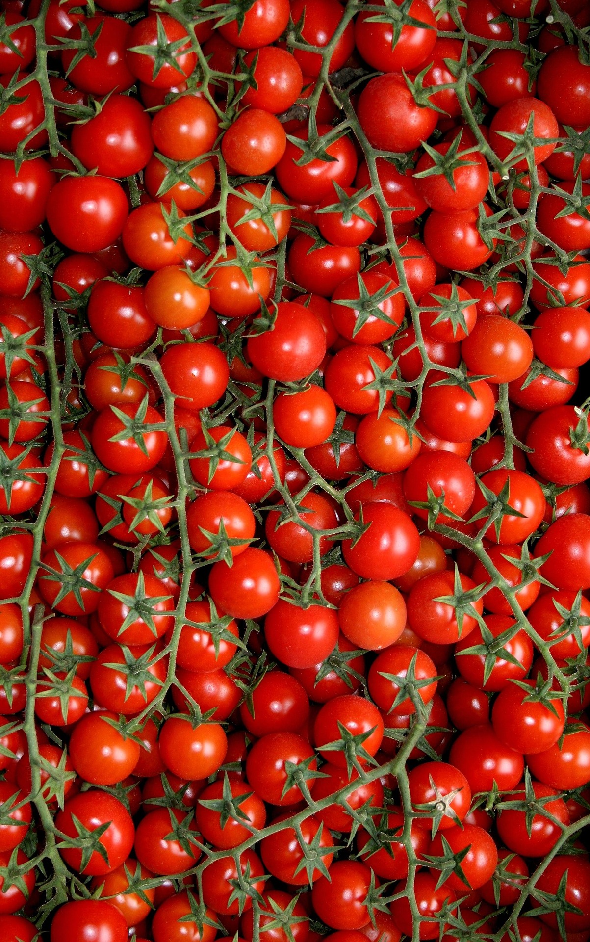 Cherry tomaten